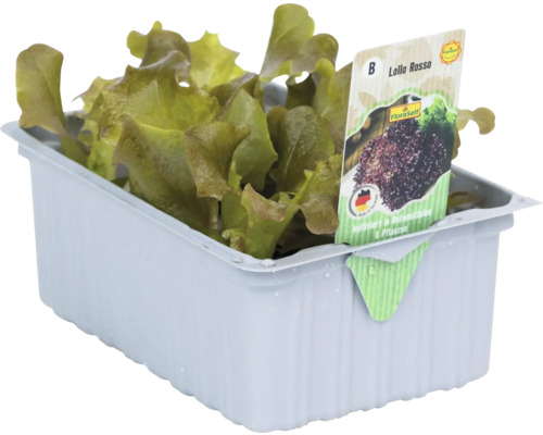 Lollo Rosso Salat in einer Schale