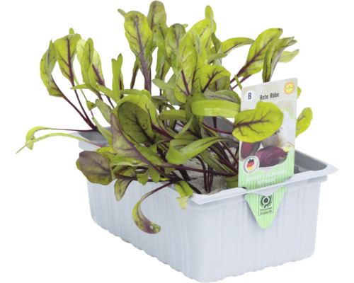 Jeune plant de betterave rouge dans son récipient de culture