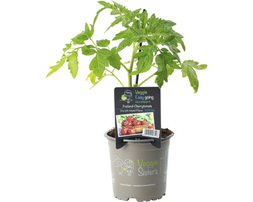 Plant de tomates cerises en pot
