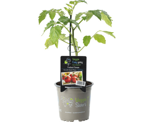 Plant de tomate en pot avec étiquette de plante