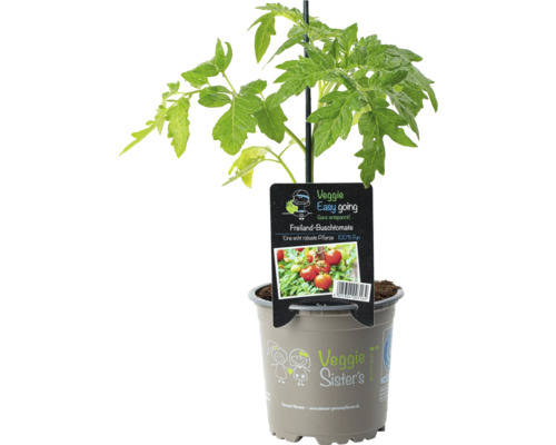 Tomate de plein air, rouge FloraSelf pot Ø 10,5 cm, Veggie easy going