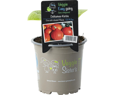 Plant de courge délicieuse en pot