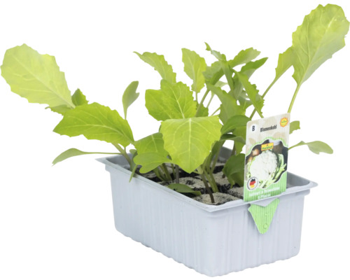 Plants de chou-fleur dans une barquette de culture