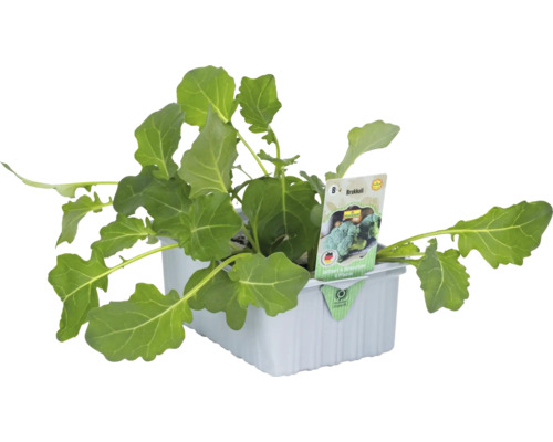 Plant de brocoli dans un récipient de culture