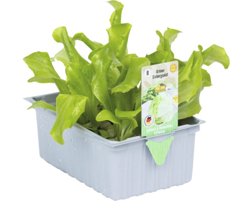 Grüner Eisbergsalat im Anzuchtbehälter