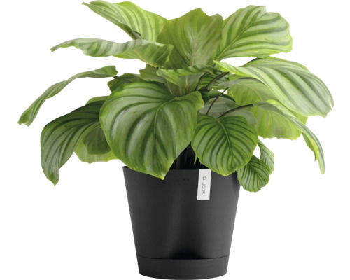 Calathea Orbifolia plante d''intérieur dans un pot