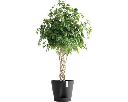 Schefflera Zimmerpflanze im Topf