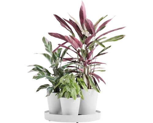 Drei Zimmerpflanzen in Töpfen auf einem Tablett