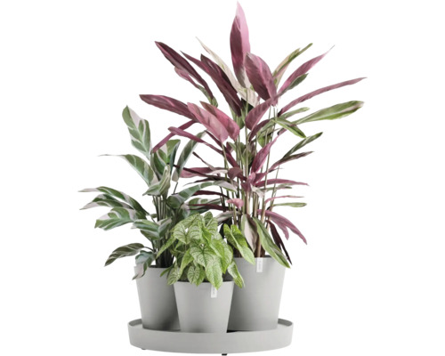 Trois plantes d''intérieur en pot sur un plateau