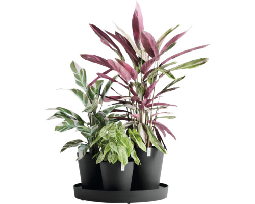 Drei Zimmerpflanzen in Töpfen auf einem Tablett