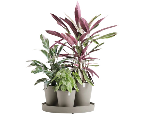 Drei Zimmerpflanzen in Töpfen auf einem Tablett