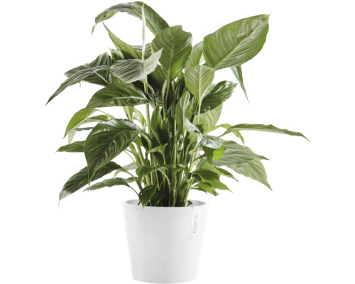 Einblatt Pflanze in einem Topf