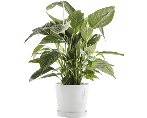 Einblatt Zimmerpflanze im Topf