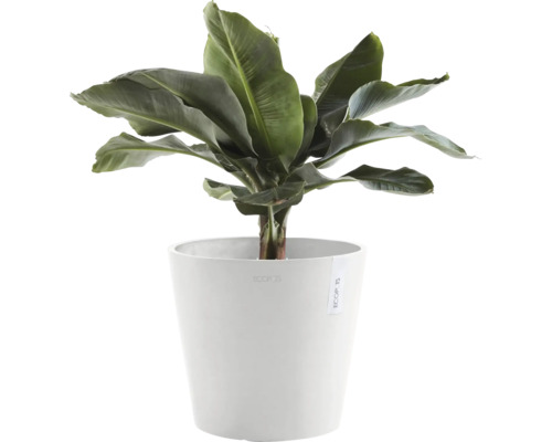 Banane im weißen Topf