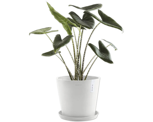 Zimmerpflanze Alocasia zebrina im Topf