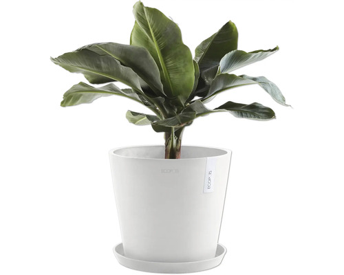 Banane Zimmerpflanze im Topf