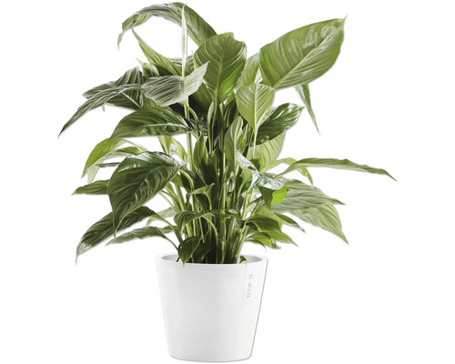 Einblatt Zimmerpflanze im Topf