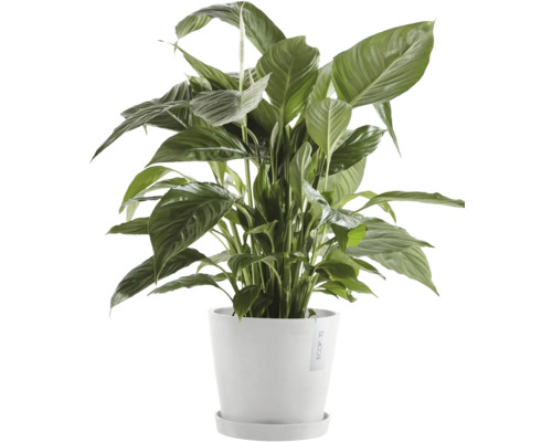 Einblatt Zimmerpflanze im Topf