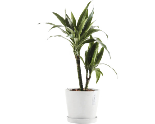 Drachenbaum Zimmerpflanze in weißem Topf