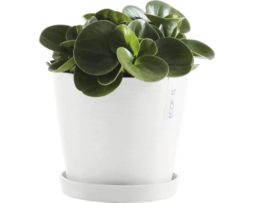 Pfefferrad in weißem Topf mit Untersetzer