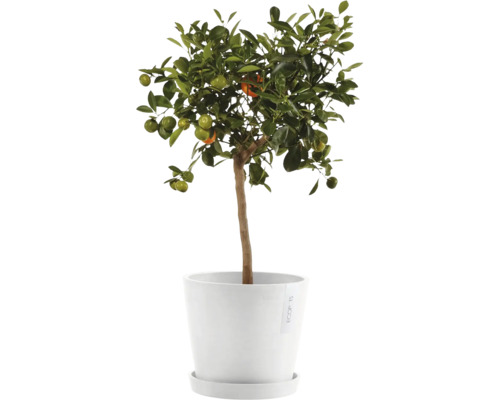 Mandarinenbäumchen im Topf