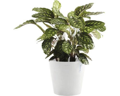 Calathea Pflanze in einem Topf