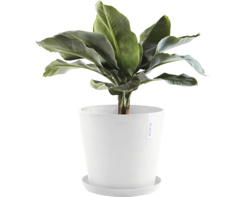 Banane in weißem Blumentopf mit Untersetzer