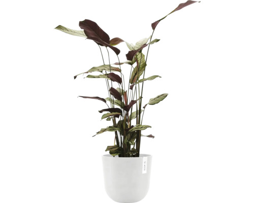 Pfeilwurz Zimmerpflanze im Topf