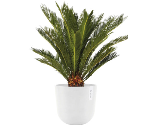 Zierpflanze in einem Topf