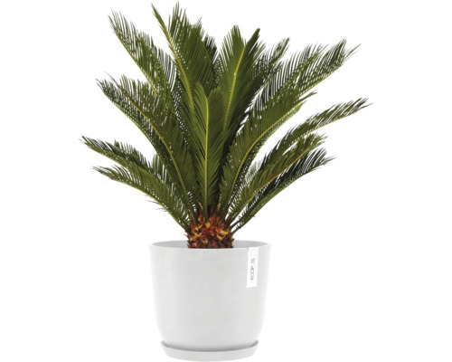 Zamiapflanze im weißen Topf