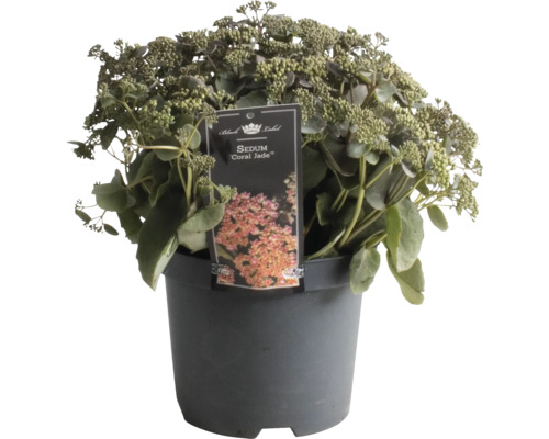 Sedum FloraSelf Sedum 'Coral Jade' H 5-30 cm Co 3 L