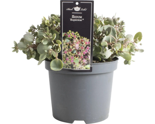 Sedum FloraSelf Sedum 'Superstar' H 5-30 cm Co 3 L