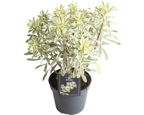 Euphorbe des bois FloraSelf Euphorbia characias subsp. wulfenii 'Silver Swan' H 5-20 cm Ø 15 cm pot