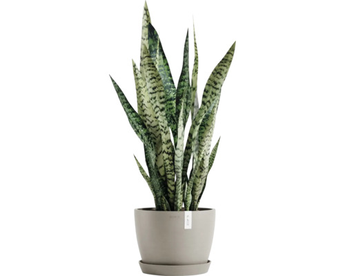 Sansevieria Pflanze im Topf