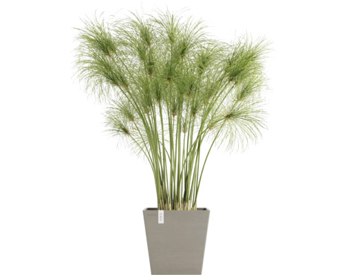 Zypergras in einem Topf für den Innenbereich