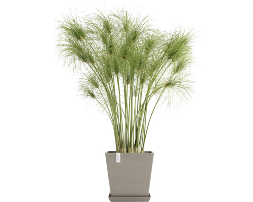Zypergras in einem Topf