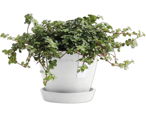 Pilea im Topf mit Untersetzer
