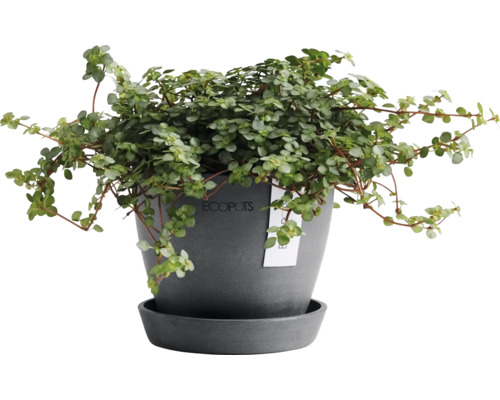 Zimmerpflanze in einem Topf mit Untersetzer