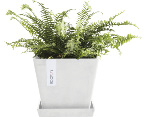 Grüner Farn in einem Topf mit Untersetzer