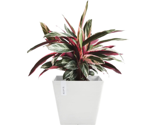 Pfeilwurz Zimmerpflanze in einem Topf