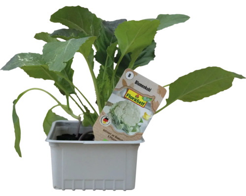 Plant de chou-fleur en pot avec étiquette FloraSelf