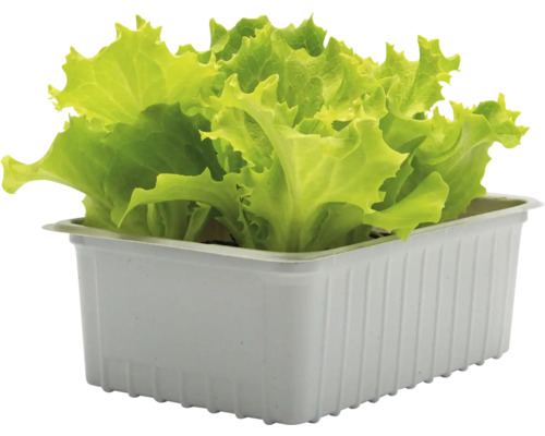 Plant de laitue en pot