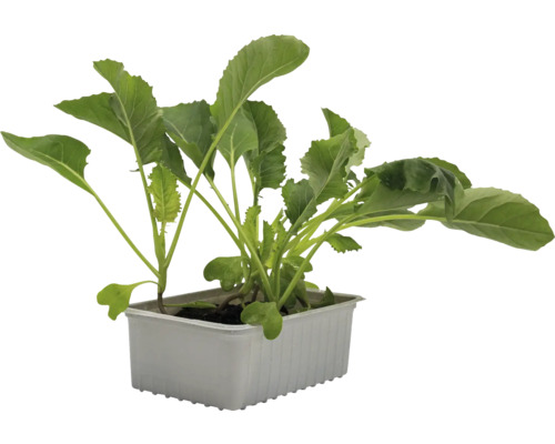 Jeune plante en pot