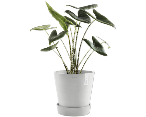 Zimmerpflanze Alocasia Zebrina in einem Pflanzgefäß