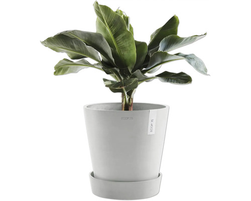 Banane in einem Topf mit Untersetzer