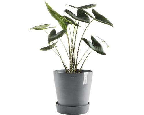 Plante d''intérieur Alocasia avec des feuilles décoratives dans un pot