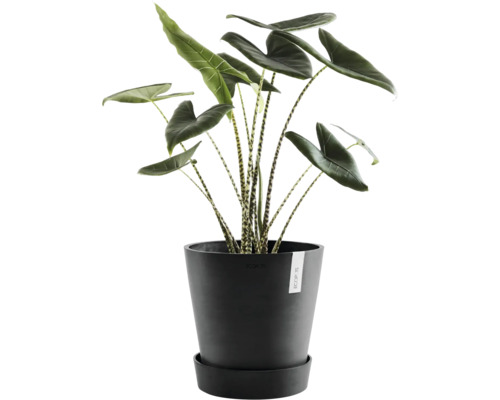 Zimmerpflanze Alocasia Zebrina in einem Topf