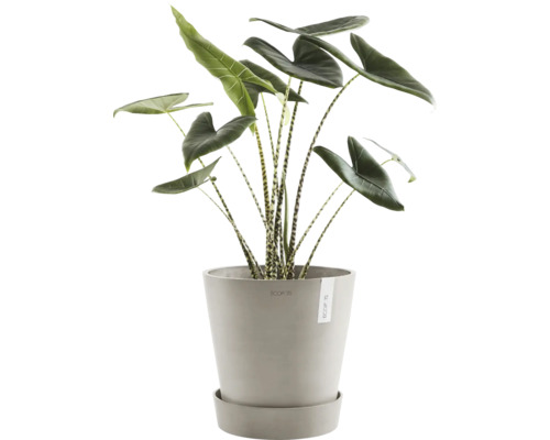 Plante oreille d''éléphant zébrée en pot