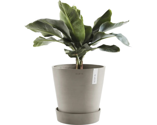 Bananier en pot sur soucoupe