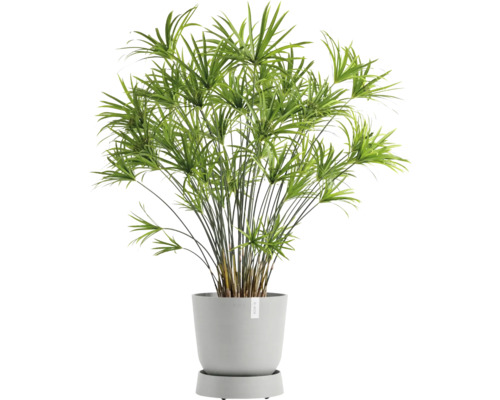 Zimmerpflanze Zypergras in einem Topf